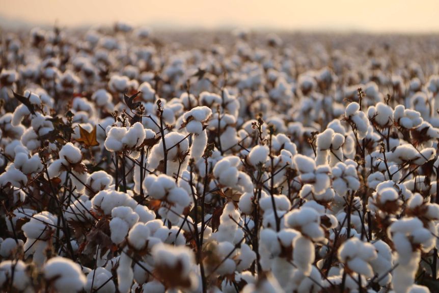 certified organic cotton